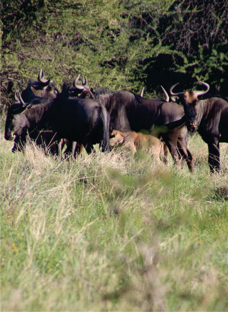 herd of wildebeest standing on green grass field in Masai Mara National Reserve during 3-Day budget great migration safari Kenya