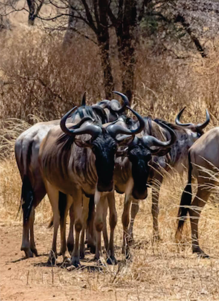 herd of wildebeest walking together near trees on the Masai Mara plains on great migration safari Kenya