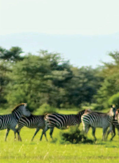 herd of zebras walking through the landscape on a sunny day in Masai Mara on 3-day affordable luxury safari in Kenya