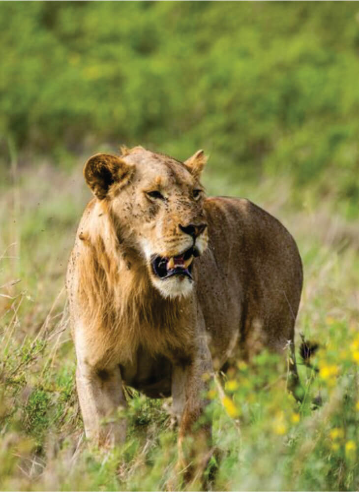 lion roaring and walking in grass in Masai Mara on 3 day affordable Kenya Masai Mara safari packages