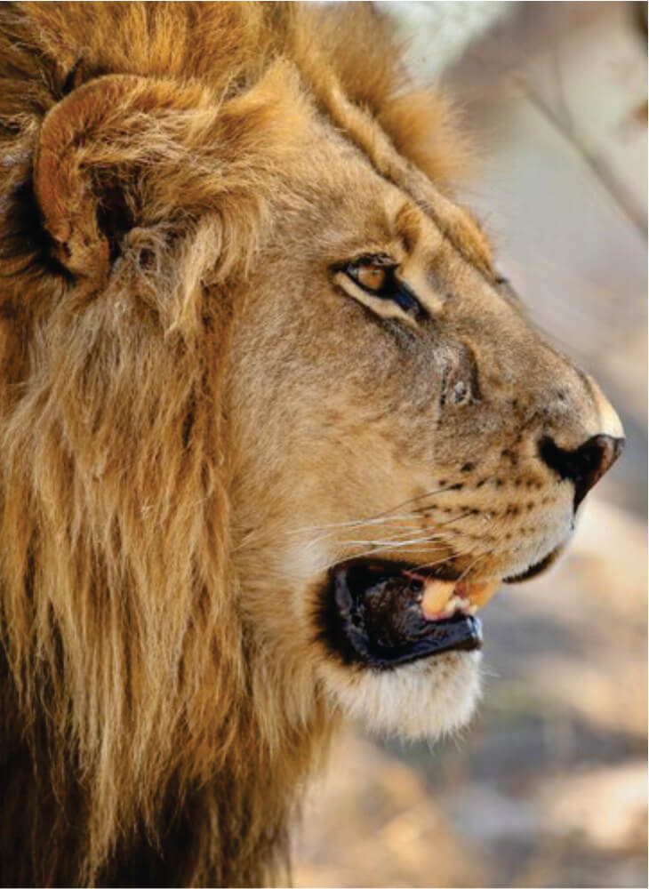 lion watching and roaring in Masai Mara plains on Kenya Tanzania combined safari in East Africa