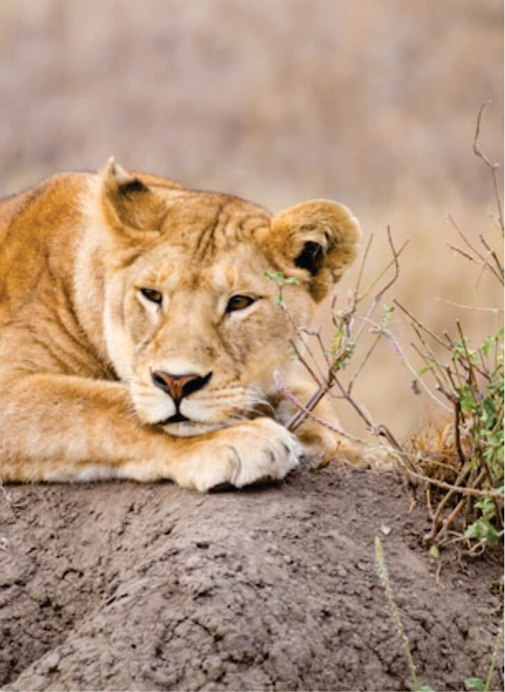 lioness lay on ground in Masai Mara, busking in the sun on affordable Kenya Masai Mara safari packages