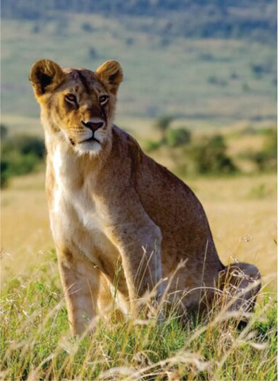lioness sitting high in tall grass and watching in Masai Mara plains on Kenya Tanzania combined safari in East Africa