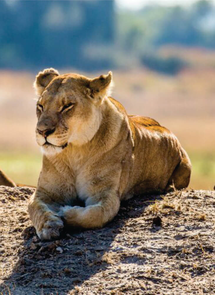 lioness watch on as it lay in the sun on ground in Masai Mara on affordable Kenya Masai Mara safari packages