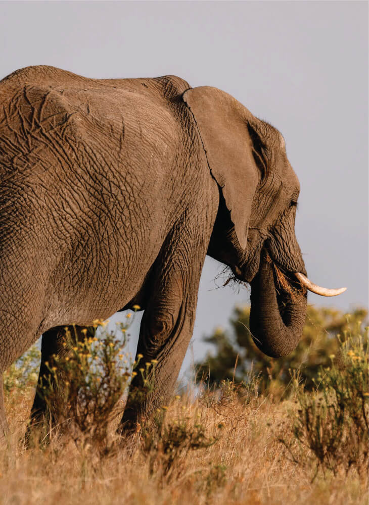 Male elephant grazing in the fields of the Masai Mara Kenya on animal safari Kenya