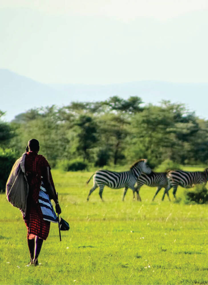 Maasai guide wearing red shuka walking towards herd of zebras in Masai Mara on 3-day affordable luxury safari in Kenya