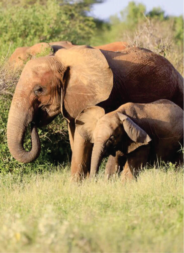 Mother and baby elephant walking in tall grass near trees in Amboseli on 2 week Tanzania Kenya budget camping safari tours