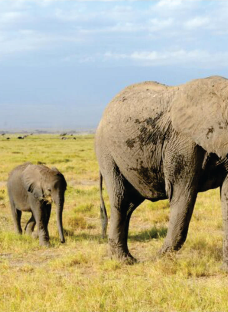 Mother and baby elephant walking in tall grass in Amboseli National Park on 2 week economical camping safari Africa tours