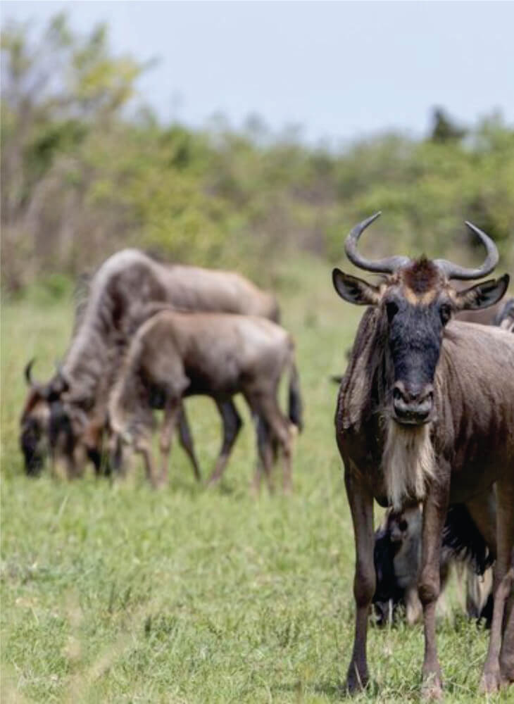 one wildebeest-looking with herd grazing in the grassy savannas of Amboseli on Kenya group tours