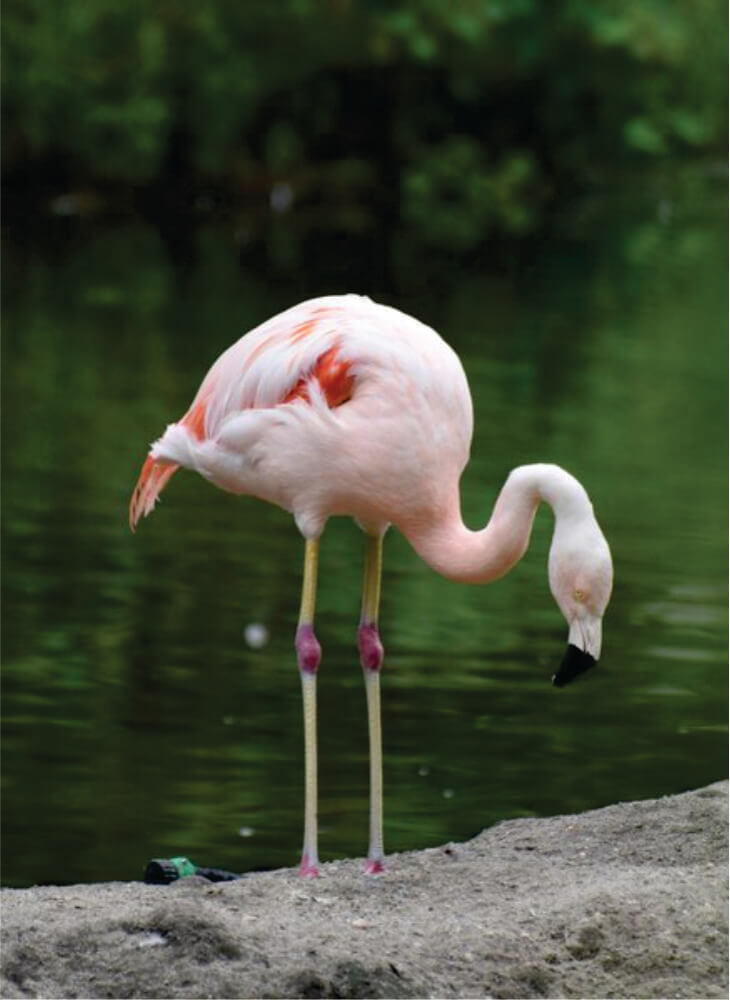 gorgeous pink flamingo standing in water in Lake Naivasha on 7-Day Birding Safaris Africa