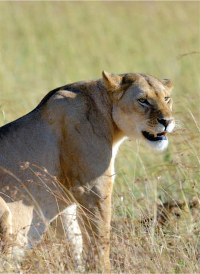 roaring lioness sitting high in tall grass and watching in Masai Mara plains on Kenya Tanzania combined safari in East Africa