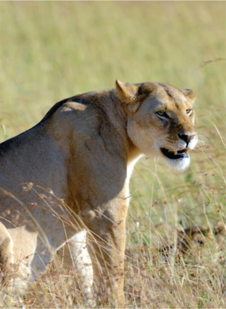 roaring lioness sitting high in tall grass and watching in Masai Mara plains on Kenya Tanzania combined safari in East Africa