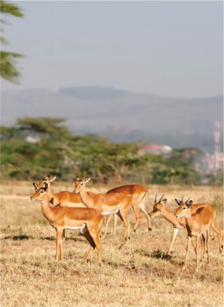 Niedrogie 4-dniowe safari w Nairobi Masai Mara