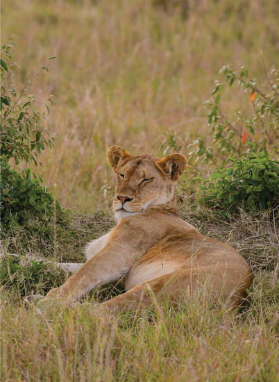 Sleepy female lion lying on grass, lifting head and looking across the savannah in Serengeti park on safari in East Africa