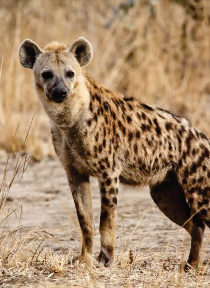 spotted hyena standing in grass on budget safari in Amboseli and watching curiously on a bright sunny day in Amboseli National Park.
