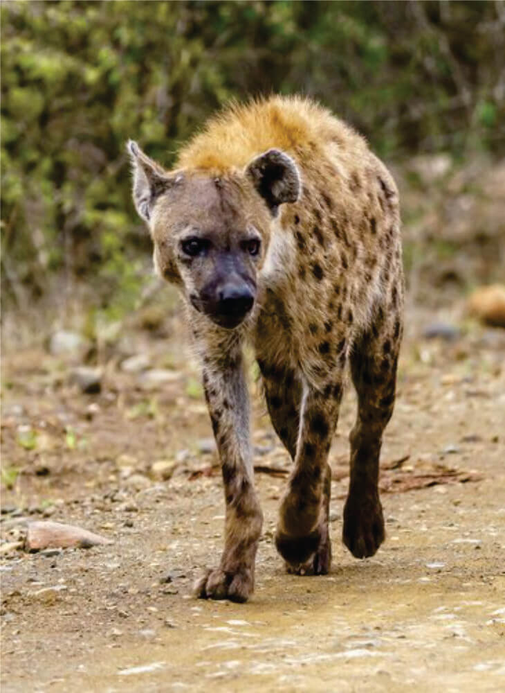 spotted hyena standing in short grass on budget safari in Amboseli and watching curiously on a bright sunny day in Amboseli National Park.