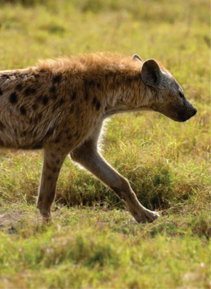 spotted hyena walking in short grass on budget safari in Amboseli and watching curiously on a bright sunny day in Amboseli National Park.