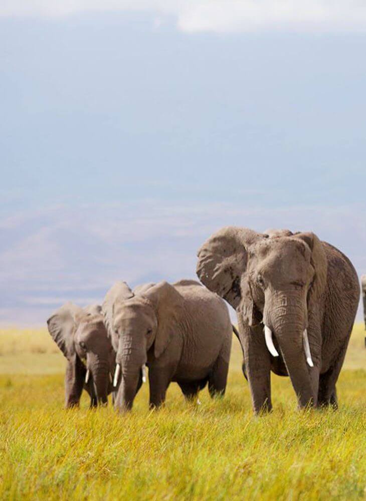 Three elephants walking on a grass field in Masai Mara in the daytime during a 10-day Kenya Tanzania safari