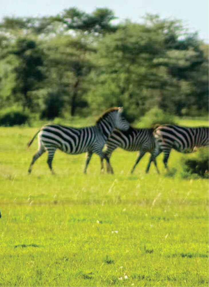 three zebras walking through the landscape on a sunny day in Masai Mara on 3-day affordable luxury safari in Kenya