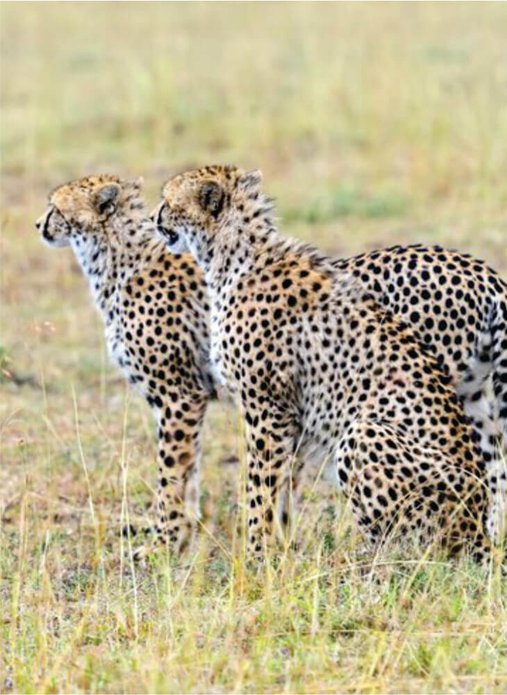 two cheetahs watch on as they stand in tall grass in Masai Mara on Masai Mara wildlife safari tours in Kenya