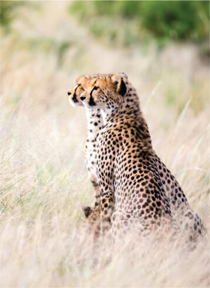 two cheetahs watch on as they stand in tall grass in Masai Mara plains on wildlife safari tours in Kenya tours