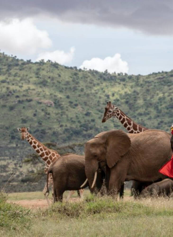 two elephants and two giraffes walking on green grass field at daytime on 3-day wildlife safari tour package in Kenya