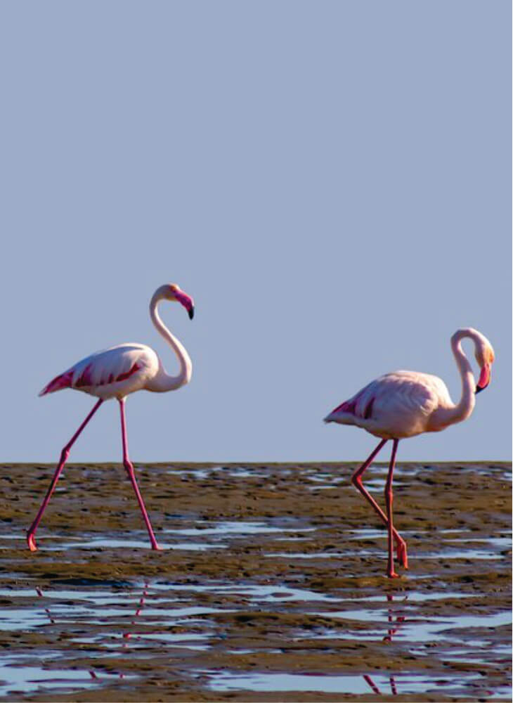 two flamingo birds walking in water in Lake Nakuru on birding safaris Africa in shared group tours