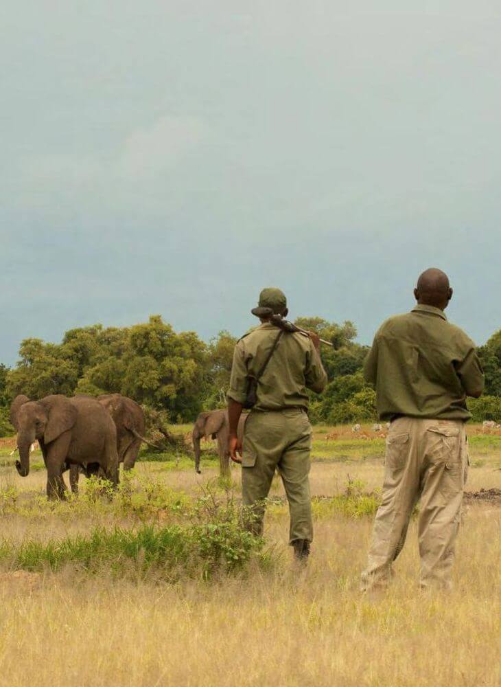 two guides in green uniform carrying a gun walk over to an elephant herd in Masai Mara on private Masai Mara 3 day safari tours