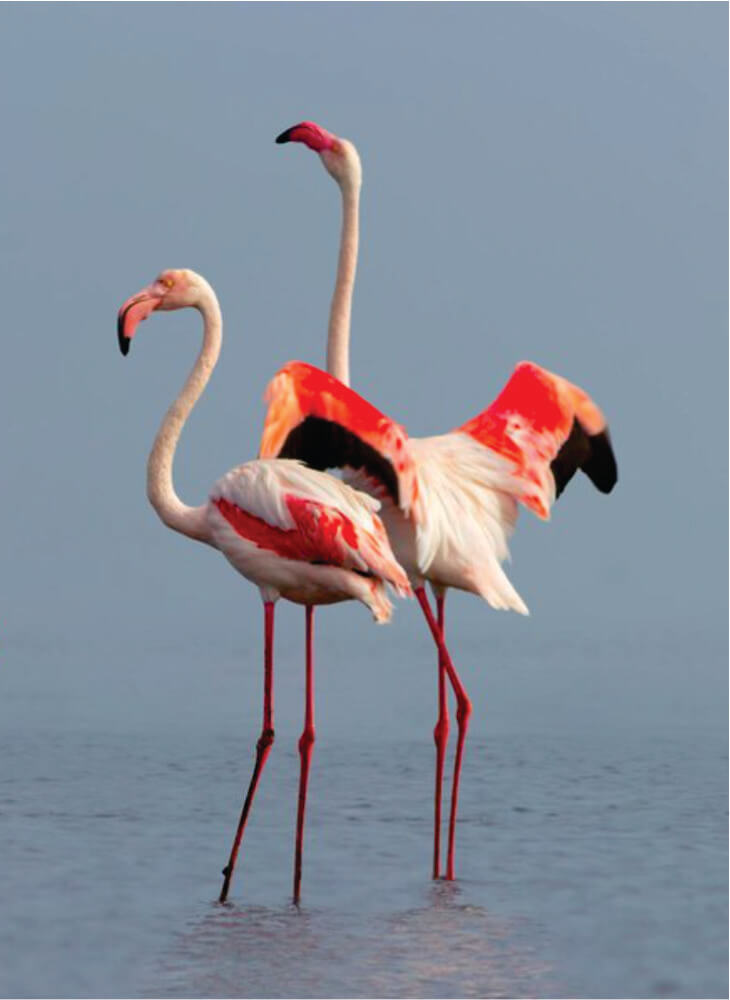 two pink flamingos standing in water in Lake Naivasha with wings open on 7-Day Birding Safaris Africa