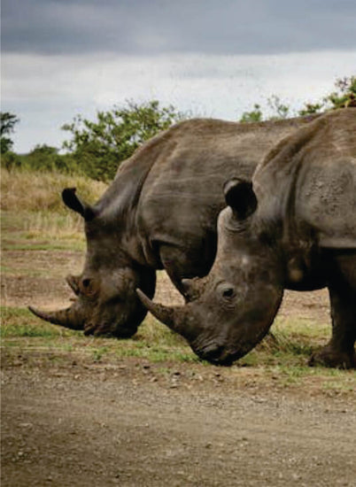 two white rhinos grazing in the field in the daytime on animal safari Kenya