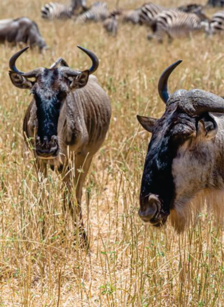 two wildebeests looking in the grassy savannas of Amboseli on Kenya group tours