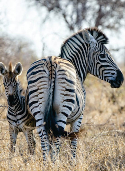 Zebra and a foal standing in the field in Masai Mara on 3-day budget package holidays to Kenya safari