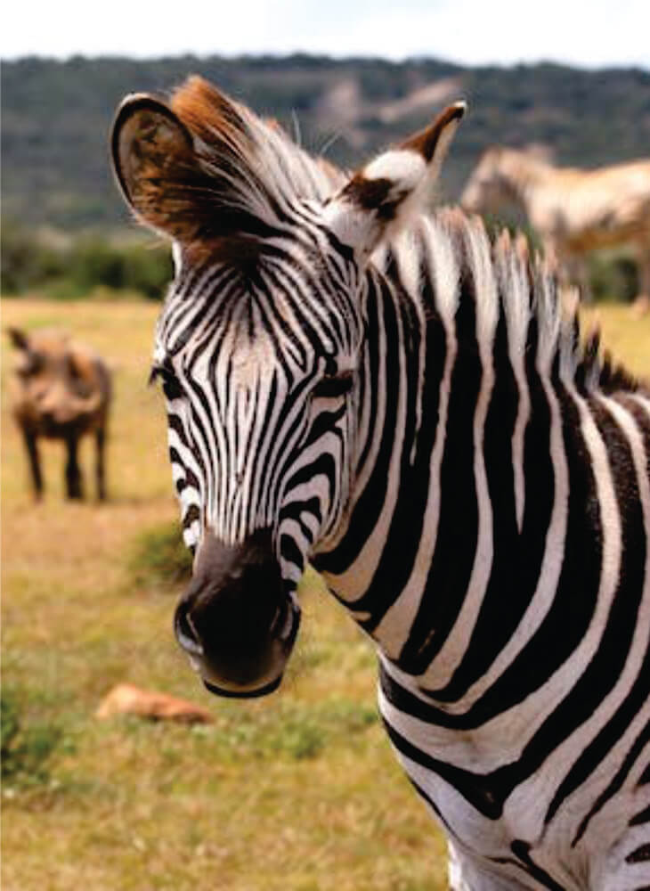 male zebra standing and watching at daytime in Masai Mara on 3-Day Masai Mara Kenya Safari