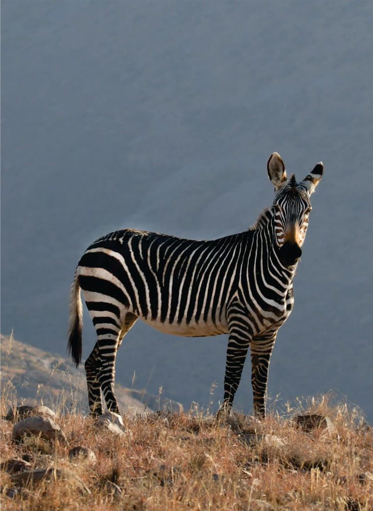 zebra standing and watching in the field at daytime in Masai Mara on wildlife group tour package