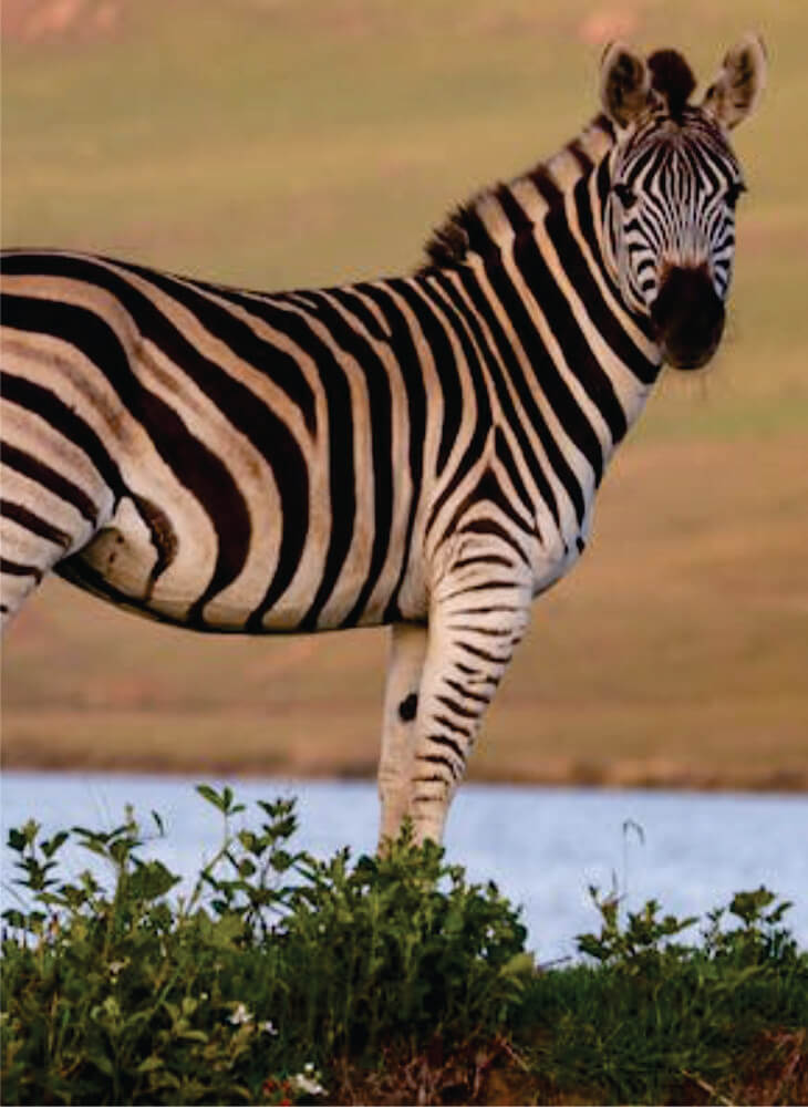 zebra standing in the water at daytime in Masai Mara on 3-Day Masai Mara Kenya Safari